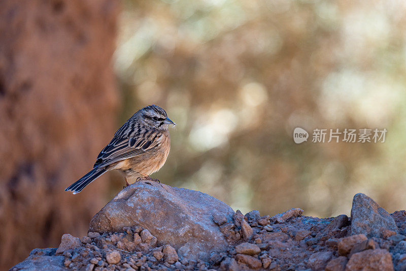 Rock bunting, Emberiza cia。在落基山脉景观中常见的鸟。